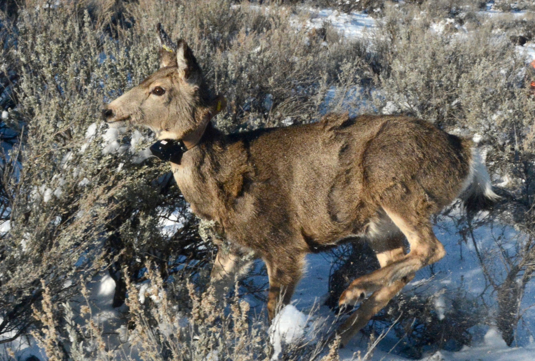 Mule deer